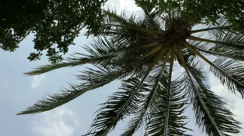 Palm Tree Silhouette Stock Footage 664376