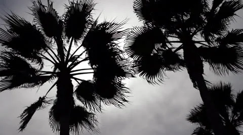 PALM TREE SILHOUETTE Stockbeeldmateriaal 24674697