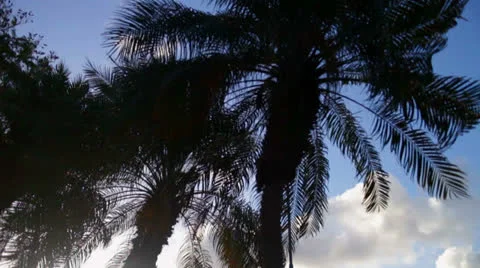 Palm Tree Silhouette Stock-Footage 26843327