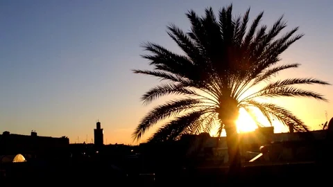 Palm tree silhouette Stock Footage 99162647