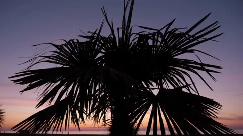 Palm tree silhouette Stock Footage 180672933