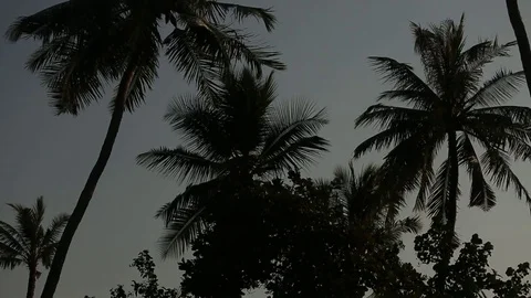 Palm tree silhouette with green leaf and sun ray on tropical island, exotic Stock Footage
