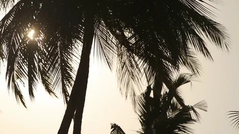 Palm tree silhouette with green leaf and sun ray on tropical island, exotic Stock Footage