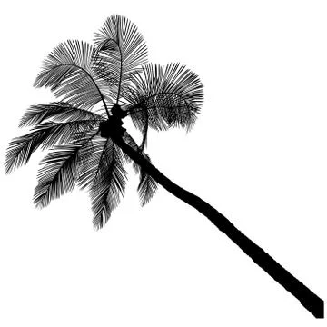 Palm Tree Silhouette Stock Illustration