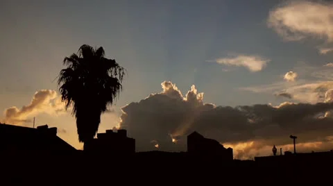 Palm Tree Silhouette MS Vidéo 23912837