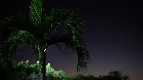 Palm Tree Silhouette at Night Stock Footage 306016435
