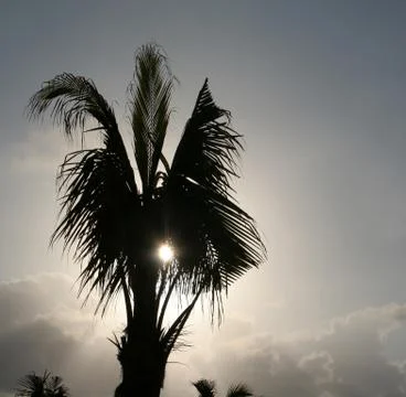 Palm Tree Silhouette Stock Photos