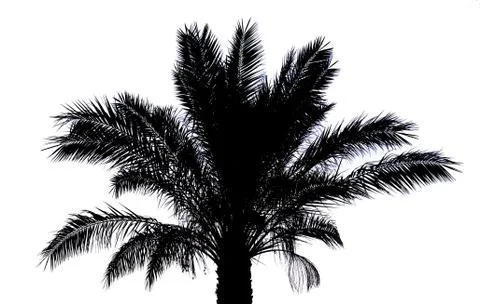Palm tree silhouette Stock Photos