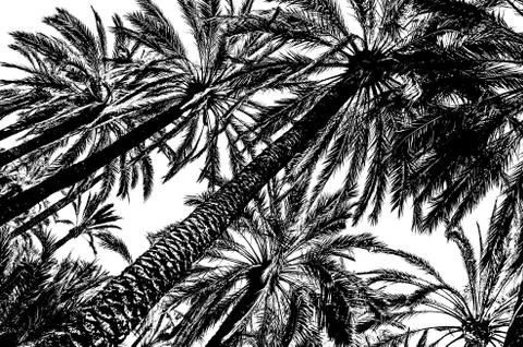 Palm tree silhouette Stock Photos