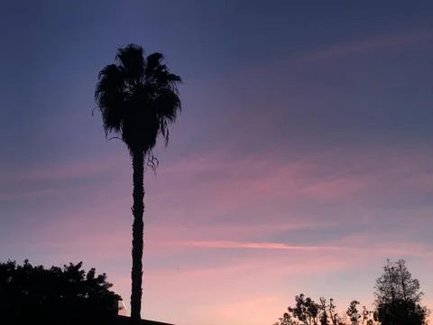 Palm Tree Silhouette 스톡 사진