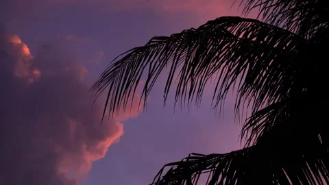 Palm tree silhouette on pink sunset background. Stock Footage 154660109
