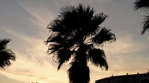 Palm Tree Silhouette Slow Motion 動画素材 196896854