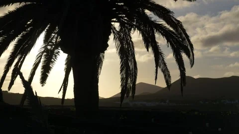 Palm Tree Silhouette with Sun Flare at Sunset Lanzarote 스톡 동영상 331654745