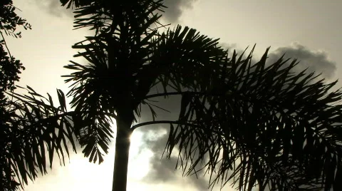 Palm Tree Silhouette with Sun  库存影片 786161