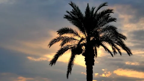 Palm tree silhouette on sunset cloudy sky. Stock Footage 129200217