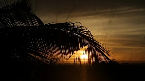 Palm Tree silhouette on sunset Stock Footage 88333656