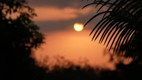 Palm Tree Silhouette at Sunset Stock Footage 305957055