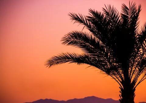 Palm tree silhouette on sunset Stock Photos