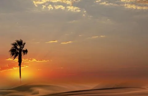 Palm tree  silhouette at  sunset Stock Photos