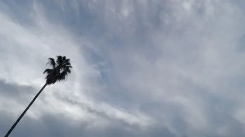 Palm tree silhouette timelapse Video stock 49087709