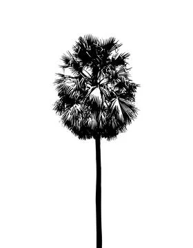 A palm tree silhouette vector illustration, coconut tree  vector art, Stock Illustration