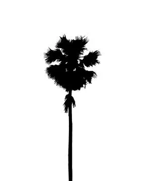 Palm tree silhouette vector illustration, coconut tree  vector art, Stock Illustration