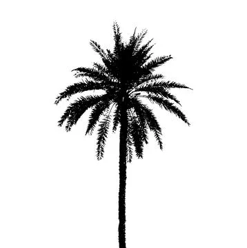 Palm tree silhouette vector illustration, coconut tree  vector art, Stock Illustration