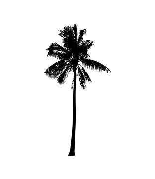 Palm tree silhouette vector illustration, coconut tree  vector art, Stock Illustration
