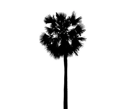 Palm tree silhouette vector illustration, coconut tree  vector art, Stock Illustration