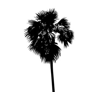Palm tree silhouette vector illustration, coconut tree  vector art, Stock Illustration