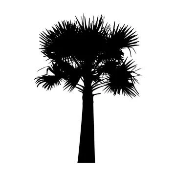 A palm tree silhouette vector illustration, coconut tree  vector art, Stock Illustration