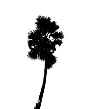 Palm tree silhouette vector illustration, palm tree vector art, Stock Illustration
