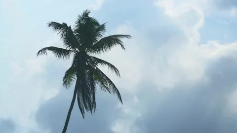 Palm Tree Silhouetted against Cloudy Sky in Sri Lanka Stock Footage 151778523