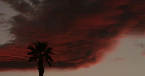 Palm tree silhouetted before a sky of ruby red clouds just after sunset. Stock Footage 226306415
