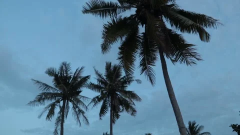 Palm Tree Silhouettes against evening Blue Sky 스톡 동영상 262001406
