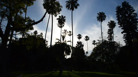 Palm Tree Silhouettes Stock Footage 25941195