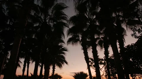 Palm Tree Silhouettes 動画素材 169692244