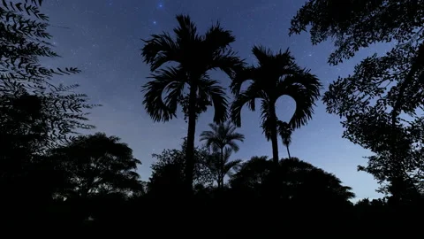Palm tree silhouettes at night, 4K Stock Footage 176772480