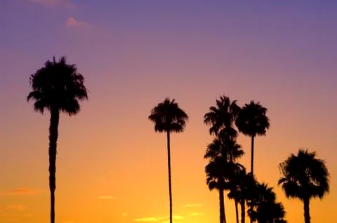 Palm tree silhouettes Fotos Stock