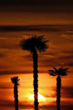 Palm Tree Silhouettes at Sunset with Sun in Background. Stock Photos