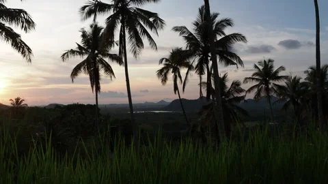 Palm tree silhouettes swaying at sunset in tropical sri lanka Stock Footage 340643185