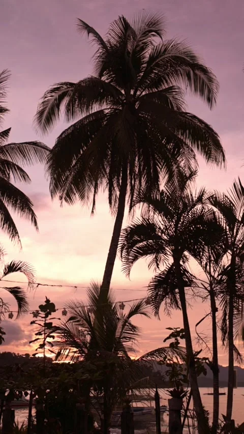 Palm tree silhouettes under dramatic twilight sky in Port Barton, Palawan 스톡 동영상 319671064