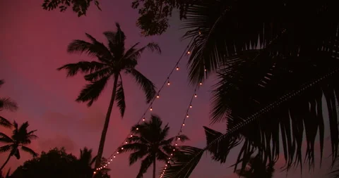 Palm tree silhouettes under purple sunset sky with string lights in Nusa Penida Stock Footage 341293755