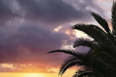 Palm tree silhuete on sunset background. Bright purple - pink evening sky Stock Photos
