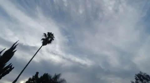 Palm tree silouette cloud time-lapse Video stock 49088518