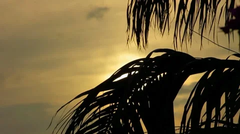 Palm Tree Silouette Sunset 스톡 동영상 8665984