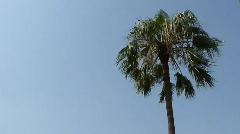 Palm Tree Single Stock Footage 511587