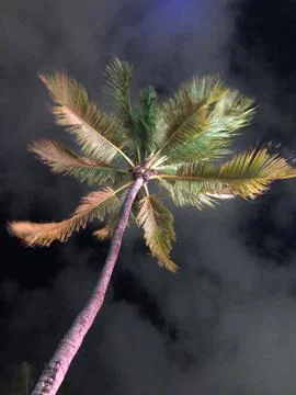 Palm Tree single at night Stock Photos