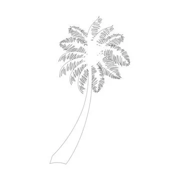 Palm tree sketch icon Vector Stock Illustration