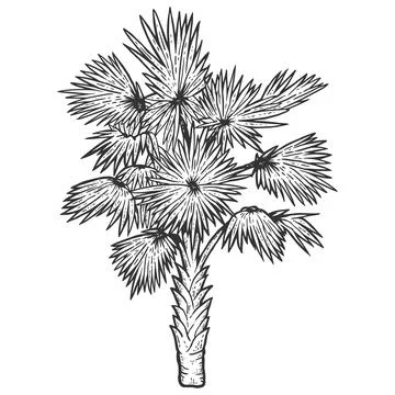 Palm tree. Sketch scratch board imitation coloring. Stock Illustration